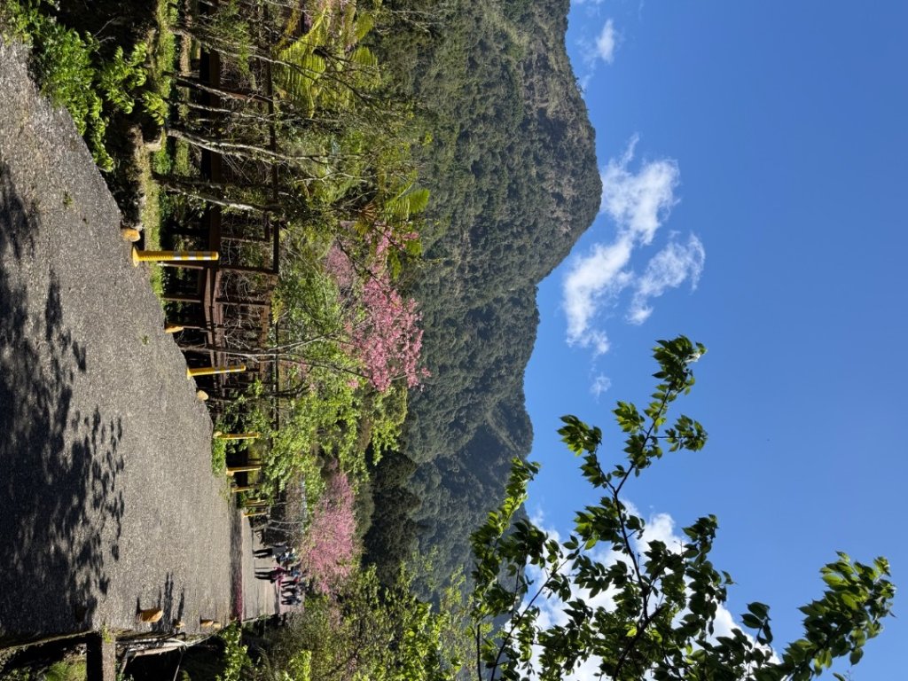 1150301溪頭天文台步道_3008333