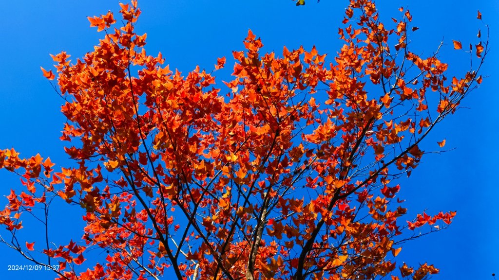 永公路落羽松/菁碧溪潺潺流水&至善路楓香紅了！封面圖