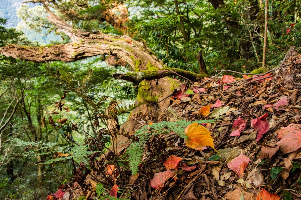 稍來山楓葉林_2960886