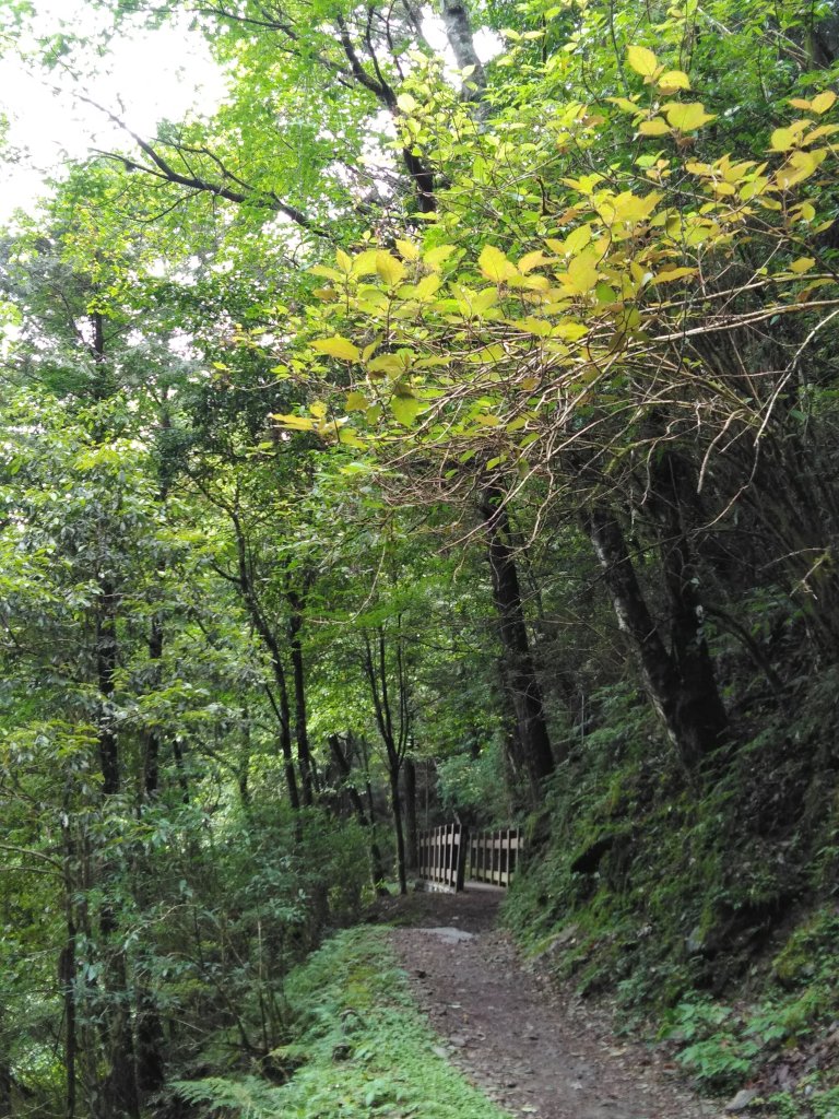 新竹檜山巨木群步道_982173