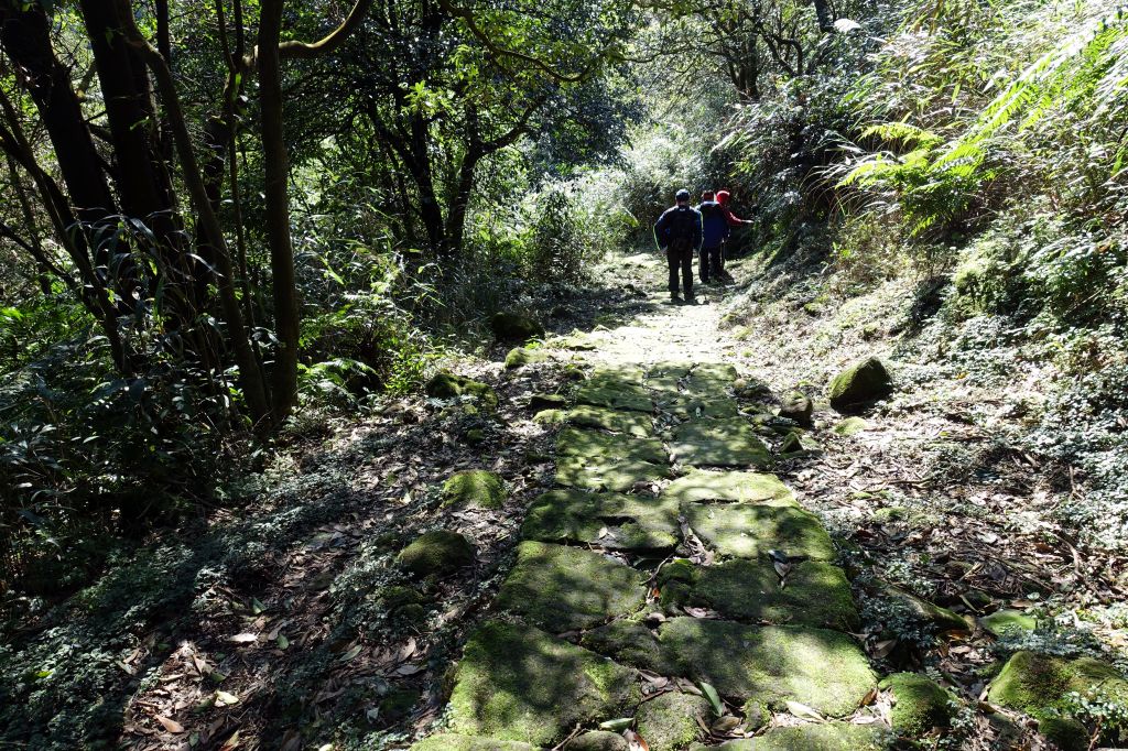 七星連走 O型 2018.03.11_291511