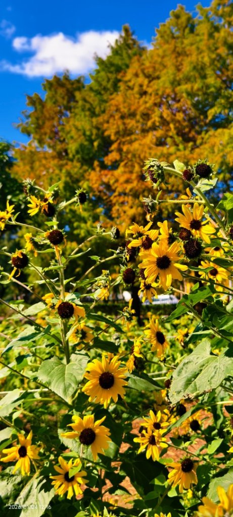 #花卉試驗中心 #永公路500巷 #平菁街42巷 #原住民公園 #士林官邸 1/4_2976505