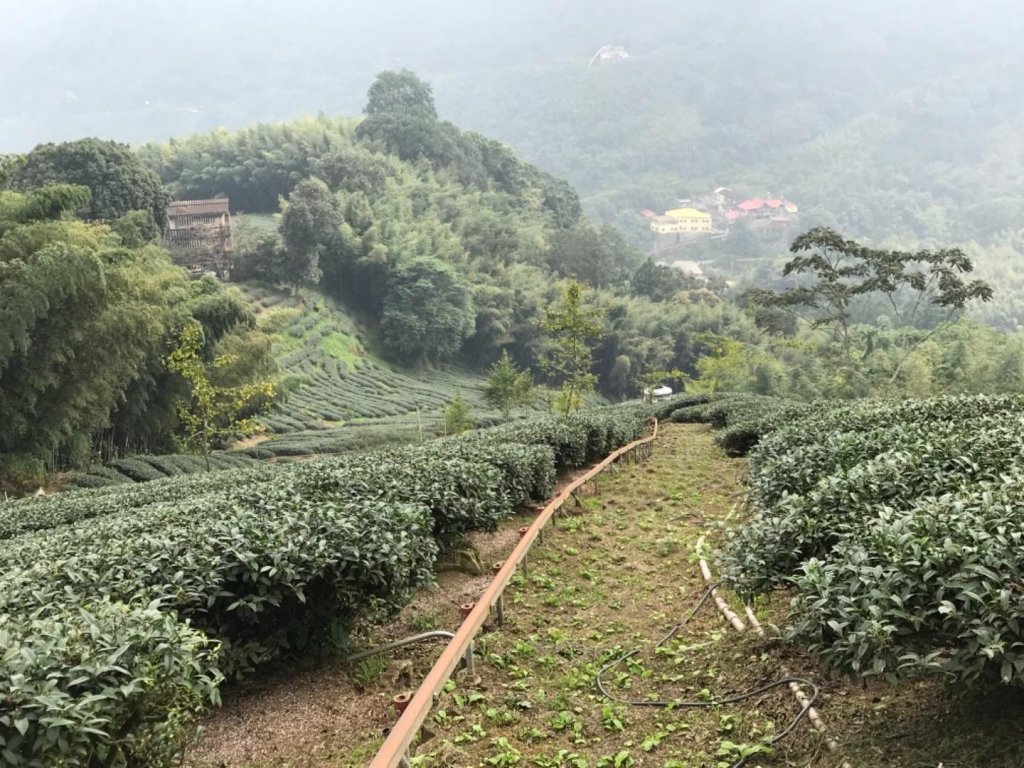 翠竹茶香 銀杏樟空崙_415899