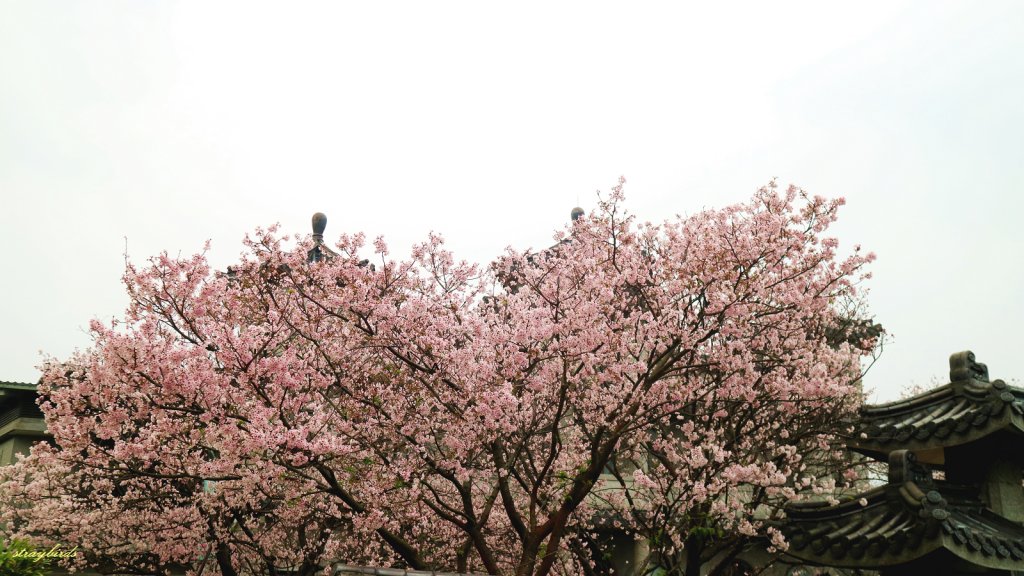 櫻花季的尾聲~在東方寺慢慢的品花落的聲音_910684