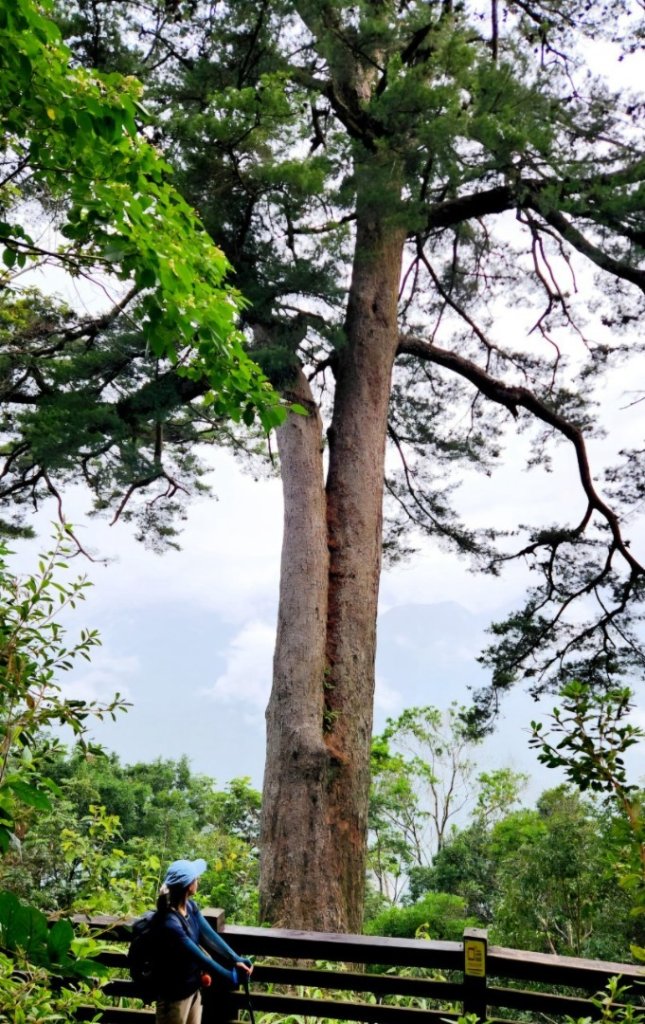 【中級山】五星級步道，谷關七雄馬崙山（八壯士進，斯可巴出）_2744934