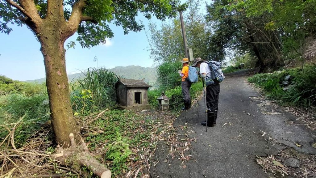 幽林雅徑夢幻古道，綠茵草原牧牛桃花源_1992792