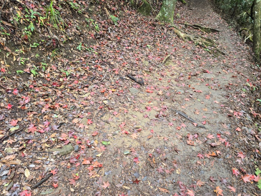 馬那邦山之雲海／雲瀑／楓紅／太陽琉璃光_2676344