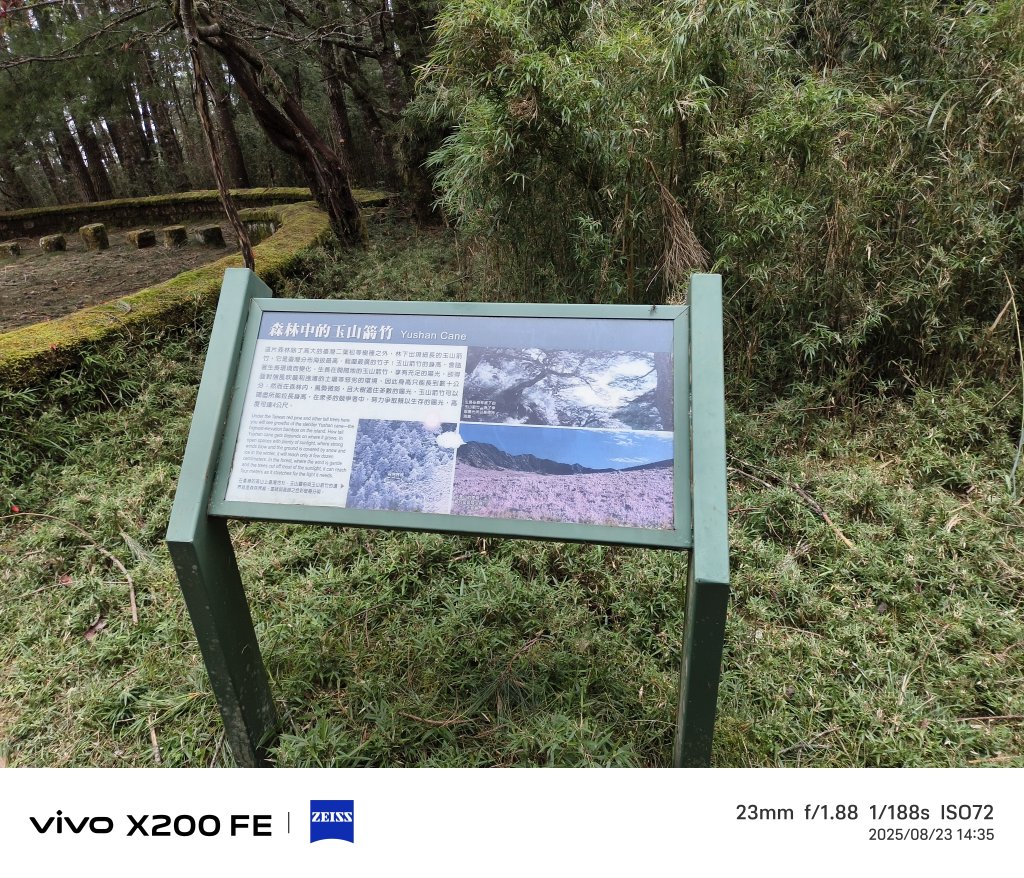 [玉山尋寶任務-05/12] 2025_0823 塔塔加步道(大鐵杉登山步道)_2869670