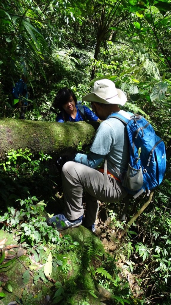 瓏美麗一週一步道（平汐通嶺步道）_566862
