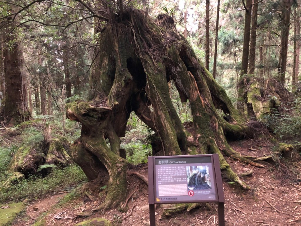 大塔山、對高岳、小笠原 O型環線_1195229