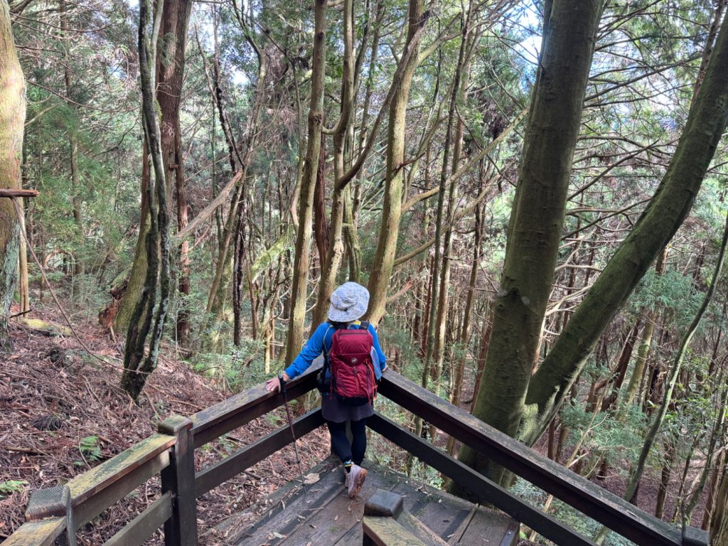 觀霧-檜山巨木群步道_2925500