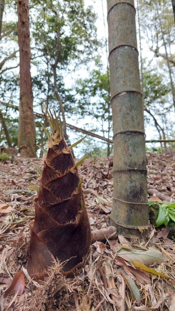 桃園復興金牌縱走_2763272