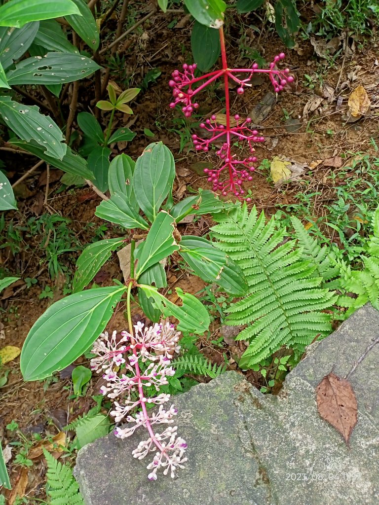 內湖碧湖公園、內湖國小、大港墘公園、文德三號公園、瑞陽公園【健康大穀東、走路趣尋寶】_2240533