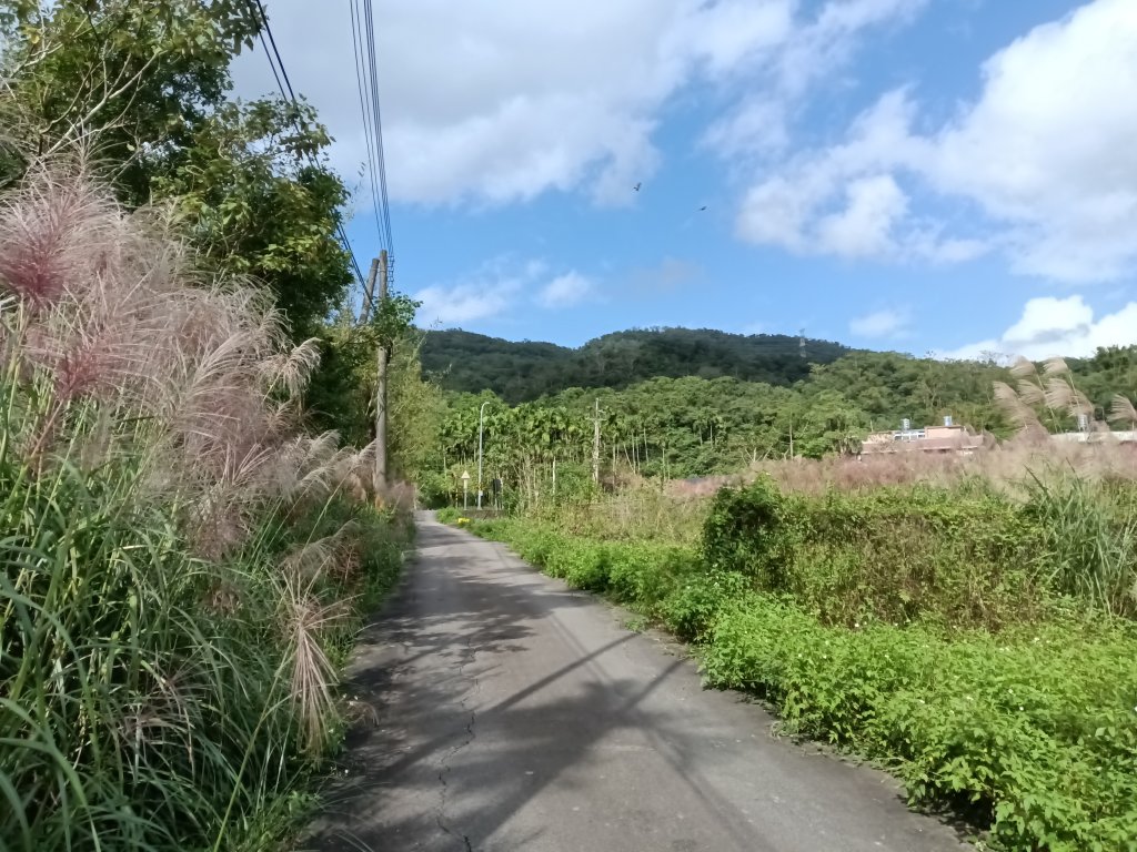 雙溪區冬陽下閃閃菅芒花_2949430