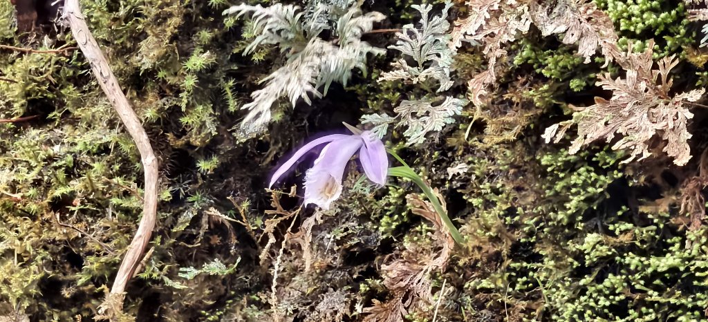 2025/04/04_加里山登山步道_2755039