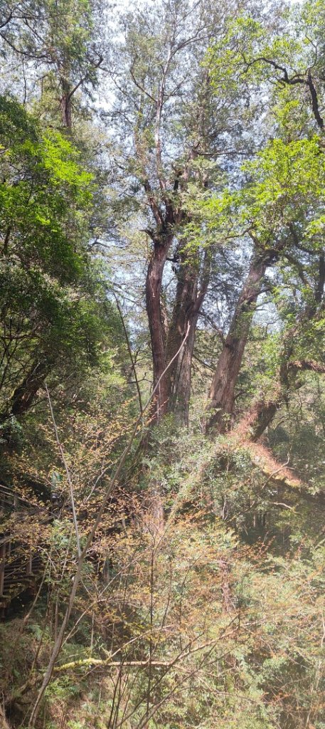 拉拉山國家森林遊樂區_2752218