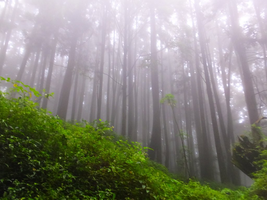 走阿里山神木群棧道，漫步在雲端及迷霧森林_416028
