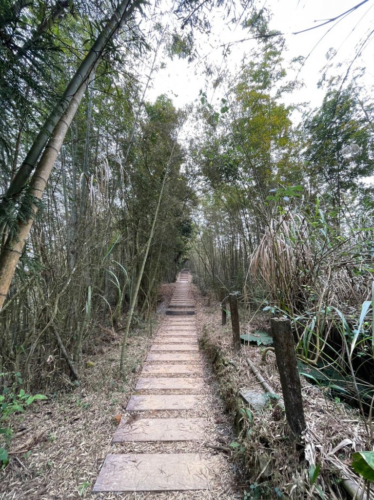 230416-小百岳#057 梨子腳山。18禁-竟能在茶樹上偶遇黑線黃尺蛾。美美兔O繞走成8字。_2117336