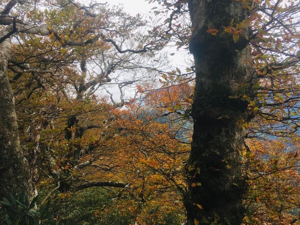期間限定、北得拉曼神木、內鳥嘴山毛櫸、巨木、雲海、瀑布_1924465