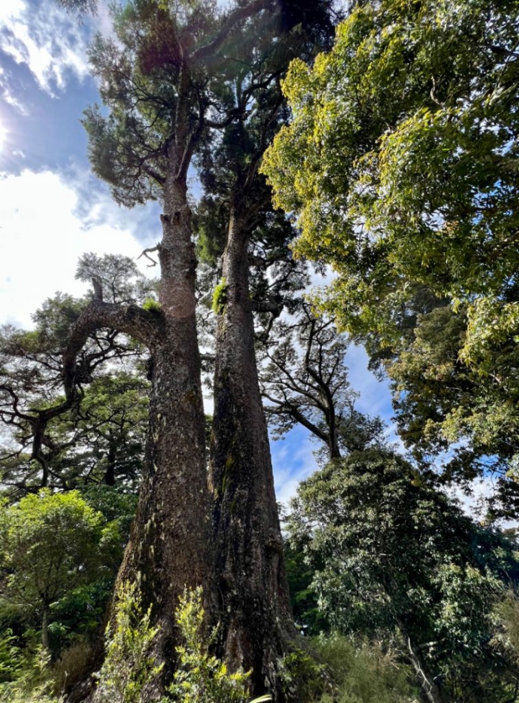 南橫三星 + 關山_1743912