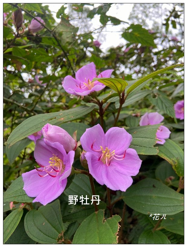 灣坑頭山(小百岳)內寮線、大溪線、草嶺線連走_2529332