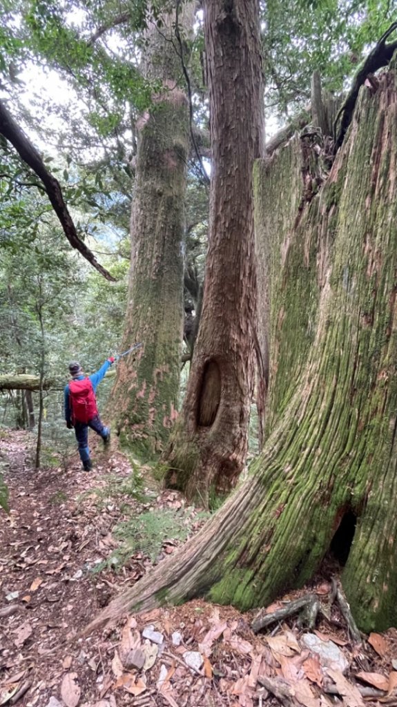對關追龍貓🚌_1967740