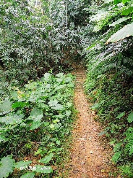 彰化二水~山林美境尋寶石~坑內坑森林步道_1170776