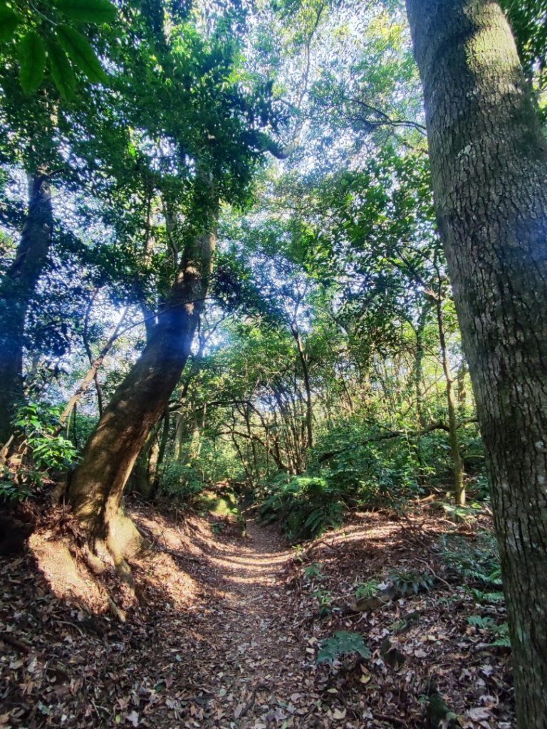 草山觀瀑吊橋-百年楓香巨木-草山水管支線-大屯瀑布-小隱潭瀑布_2982767