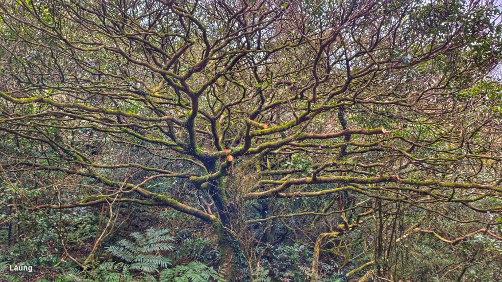 小觀音山群峰大O 112.01.29_2011852