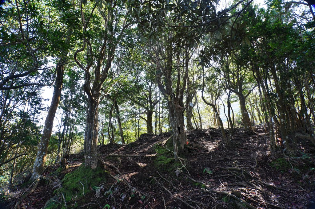 苗栗 南庄 紅毛山、無名山、大坪山_2943112