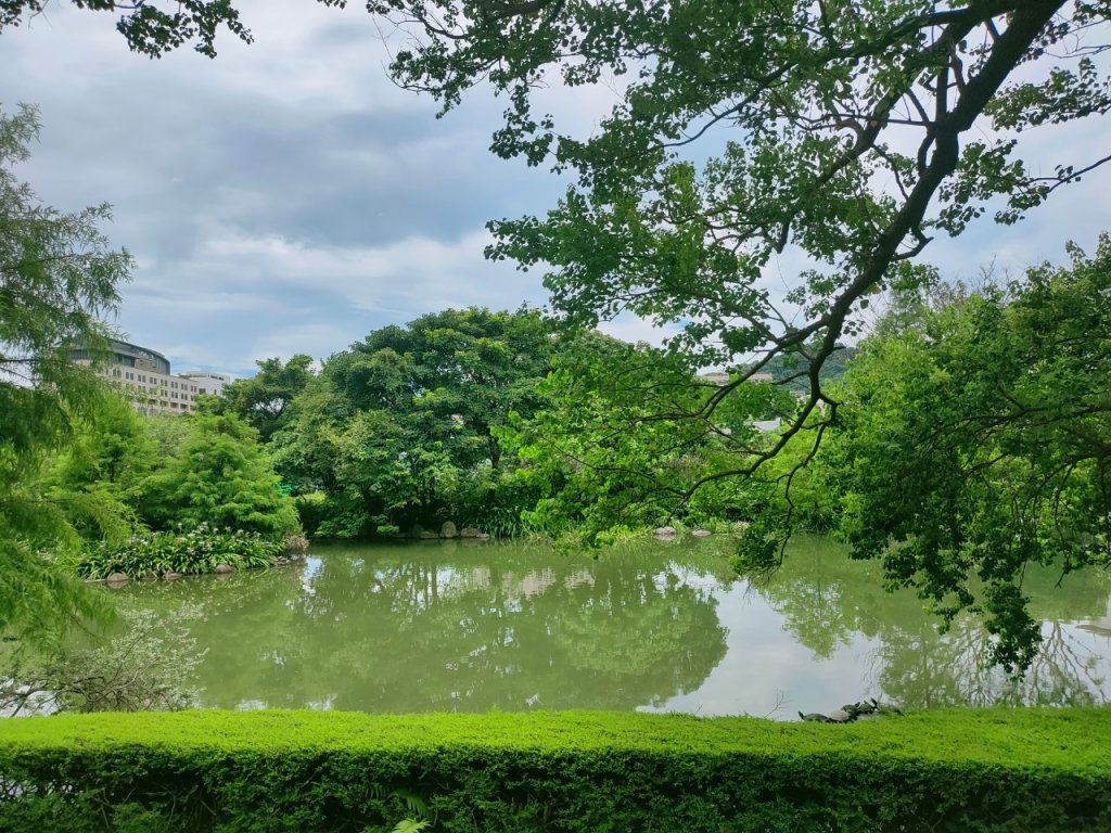 ［健康大穀東，台北趴趴走］（17~18）：台大椰林大道，台大舟山路（2023/7/29）_2239785