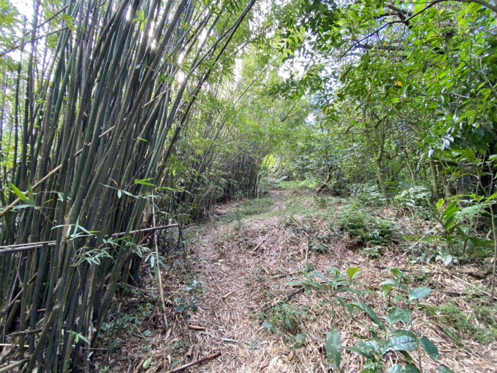 2023/12/14 碇內尖山 龍門山 五分山 淡蘭古道中路_2399807