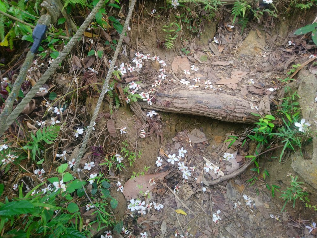 桐林花廊桐花開_904006