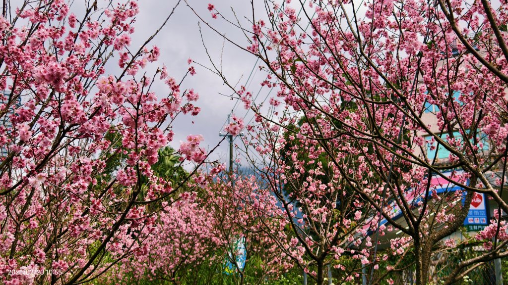 2/20 #天元宮 #墨染櫻(香水櫻)  #楓樹湖 #木蘭花(辛夷)_2716234