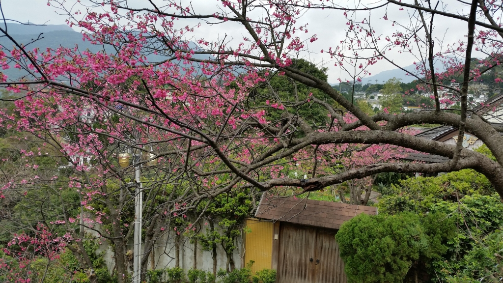 【台北/北投】善光寺賞櫻_13349