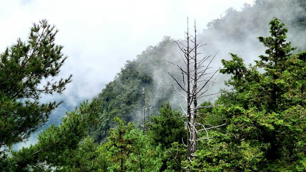 台中大雪山森林遊樂區，雪山神木，天池，埡口觀景台，砲台山（台中公園），湧泉公園，瑞井古井步道_1805044