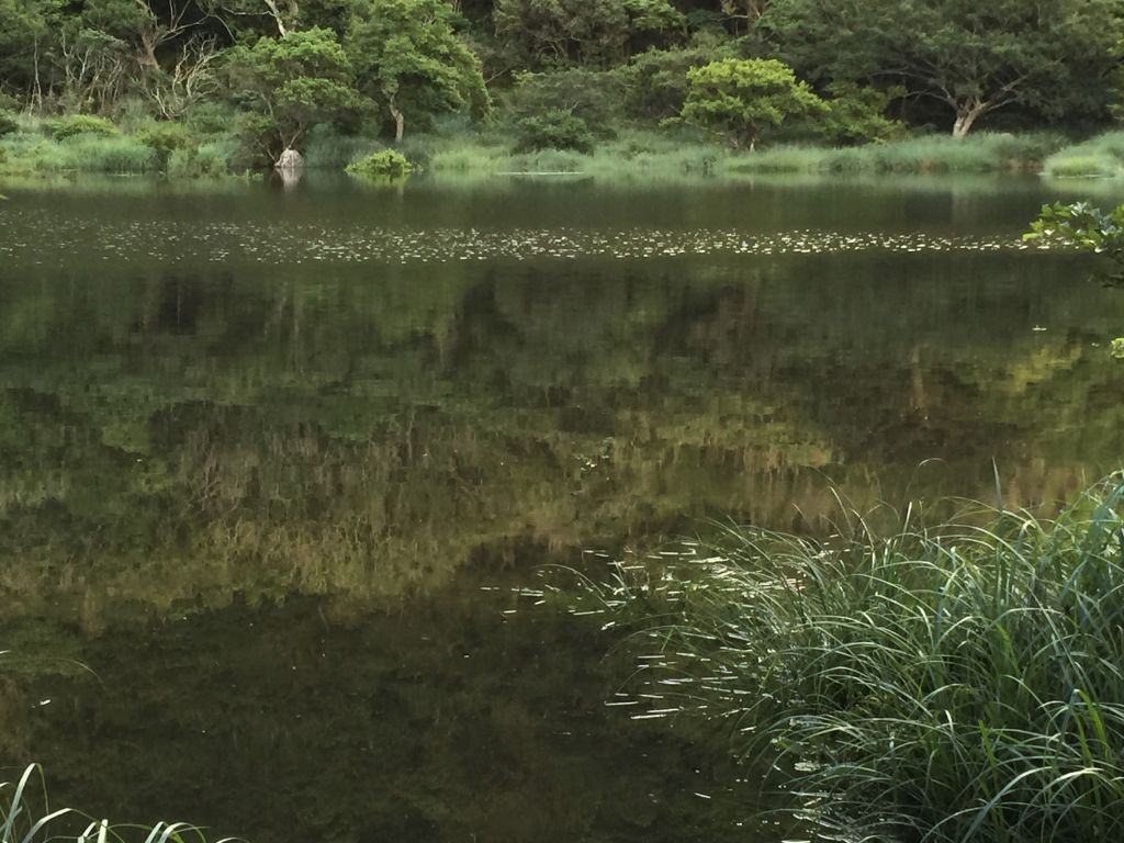 豪大梅雨後寧靜向天池湖沼枝額蟲現蹤跡_133672