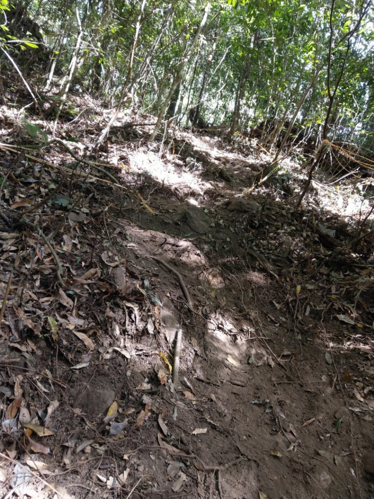 谷關七雄之屋我尾山（3）（大雪山登山口）_755841