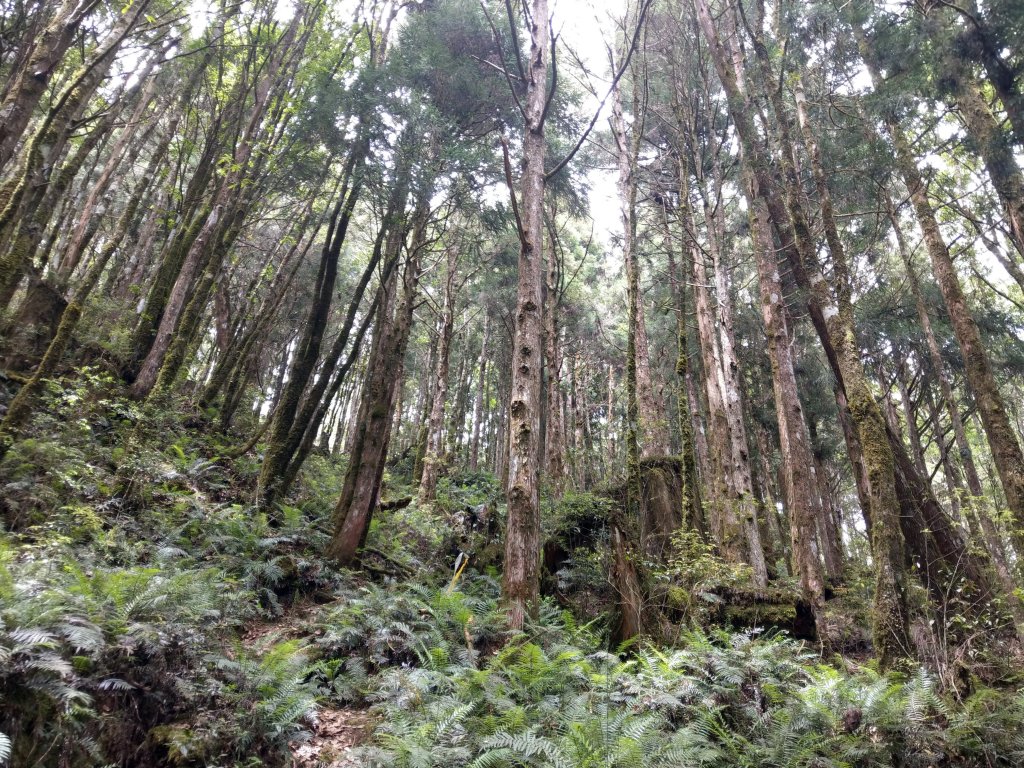 三星山(小百岳#85)登山步道(柳杉林&箭竹林)封面圖