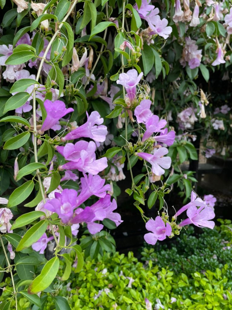 楓樹河濱公園紫色蒜香藤&泰山健行_1532315