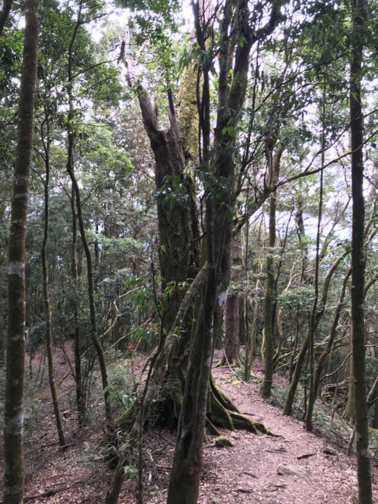 迷霧夢境屋我尾_340614