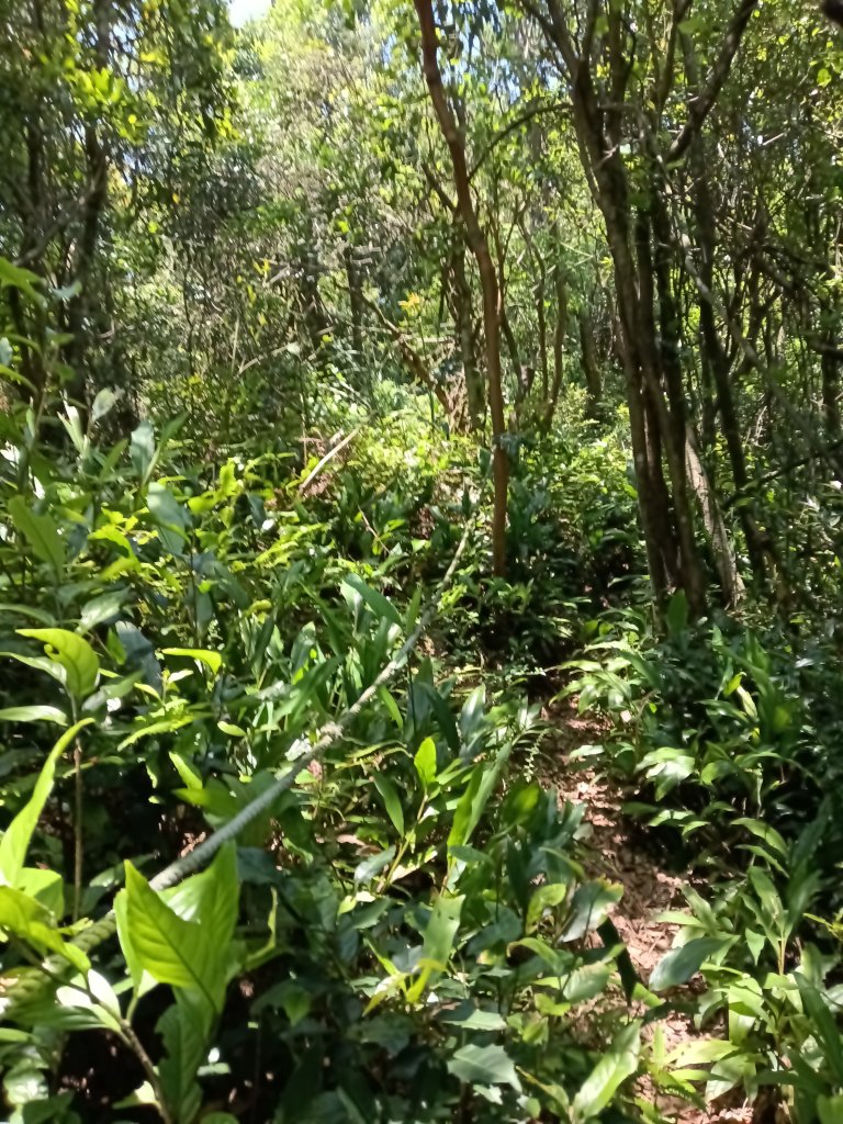 汐止區夢湖秘境桐花夢幻_2773528