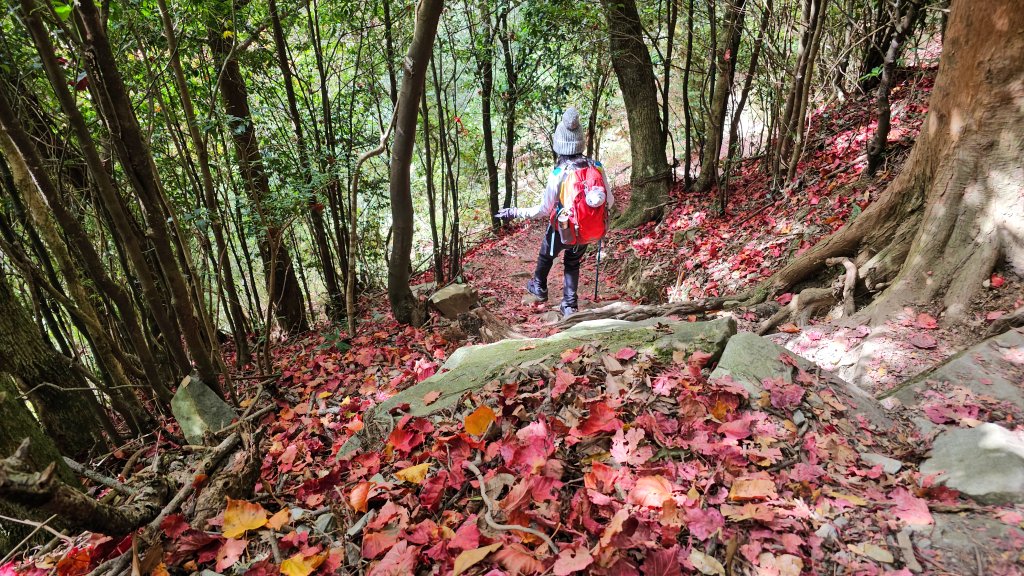 20251212稍來山賞楓_2982012