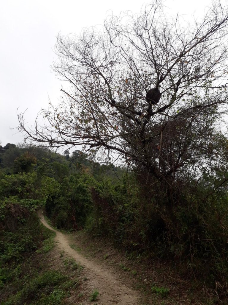雲林林內龍過脈森林步道20190323_550574