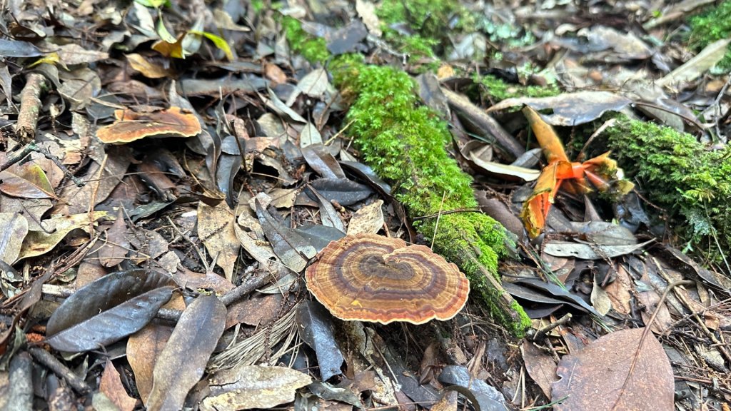 觀雪縱走_2836083