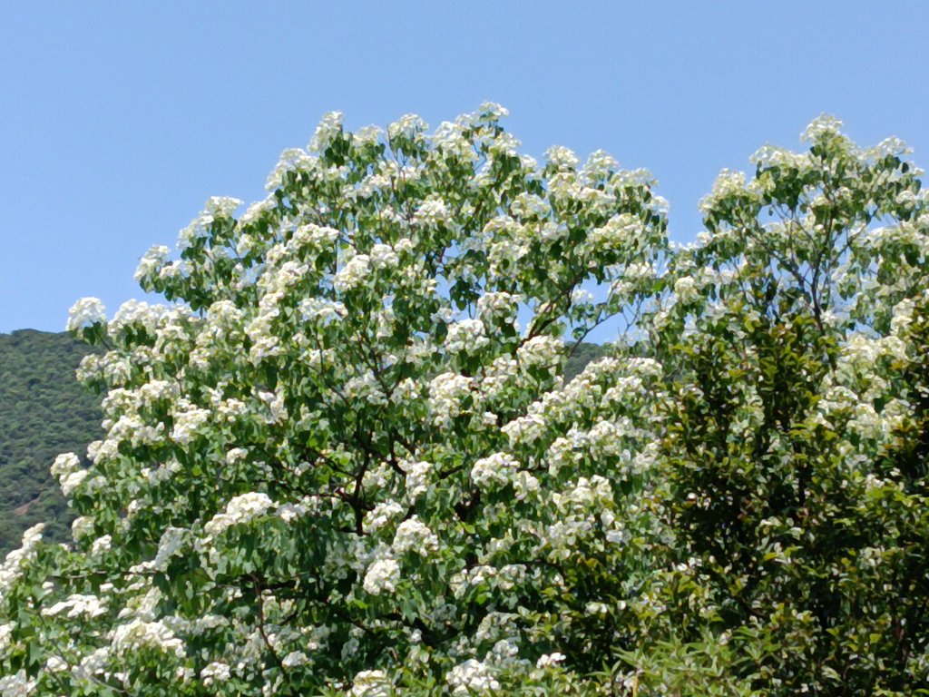 汐止區夢湖秘境桐花夢幻封面圖