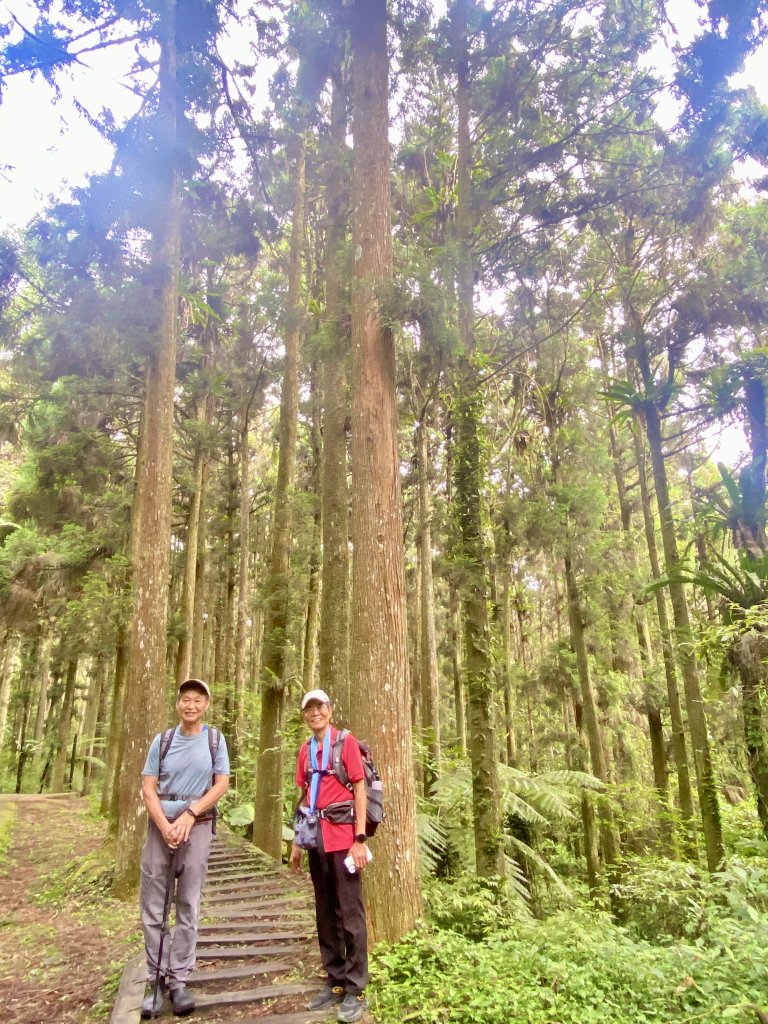 溪頭散步悠遊    2024.5.20_2517678