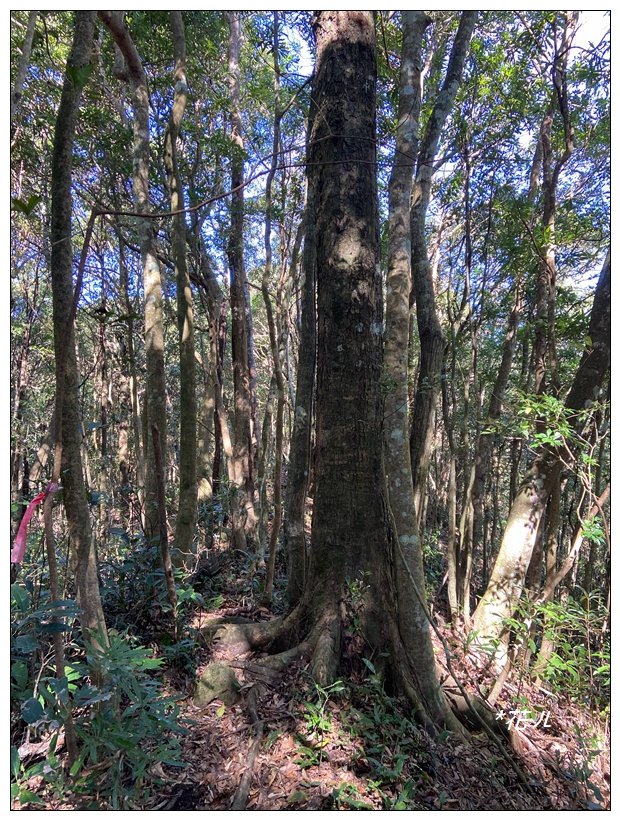 那羅山、煤源山、凌空廊道連走_2684254