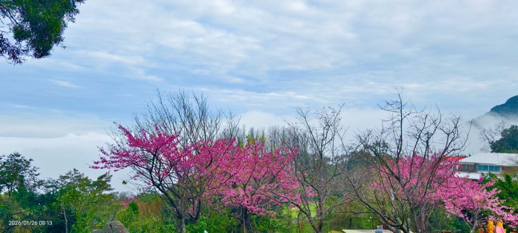陽明山趴趴走追雲趣 #雲海 #琉璃光 1/26 認得幾個拍照地點共15個_2988352