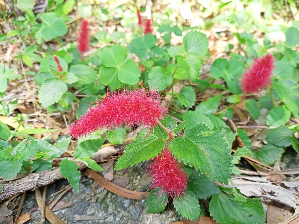 【瑞芳四秀】白象山(又名弘明山)→秀崎山→瑞芳山→龍潭山_1651475